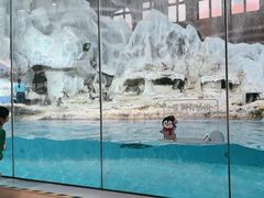 -帝企鹅自助餐厅•儿童岛•真企鹅(长隆企鹅酒店)