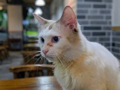 -蒋六十八梯眼镜面(狮子坪店)