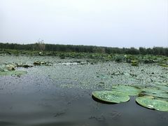 -白洋淀景区