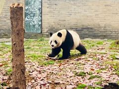 -都江堰中华大熊猫苑