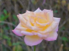 -上海滨江森林公园