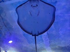 -海合安武汉极地海洋公园