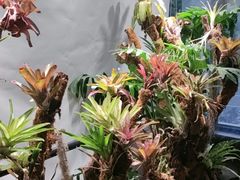 -扶摇湘宴·烤鸭·湘粤宴(中关村·北大店)
