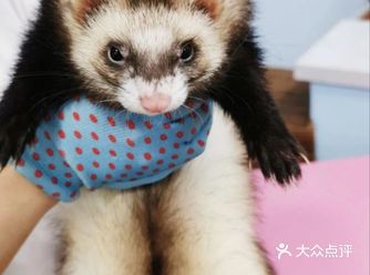 夏季打卡猛兽宠物乐园啊