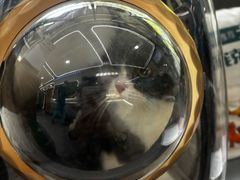 -pd派德宠物中心医院24H急重症·眼科中心·血液透析中心(嵩山北路店)