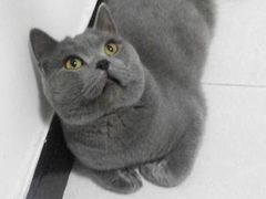 -宠福鑫康馨动物医院·骨科·眼科