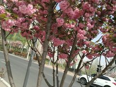 -浮山香苑