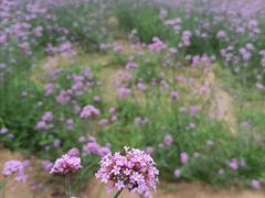 -百里山水画廊