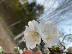 -石家庄市植物园