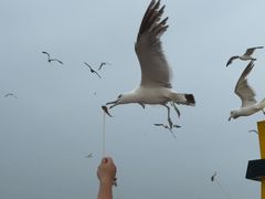 -海驴岛(荣成市)