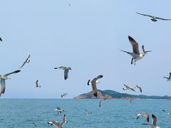 -海驴岛(荣成市)