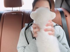 -芭比堂动物医院·24小时·眼科中心(深圳中心)