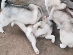 -TrueLove @ Neverland (Husky Cafe)