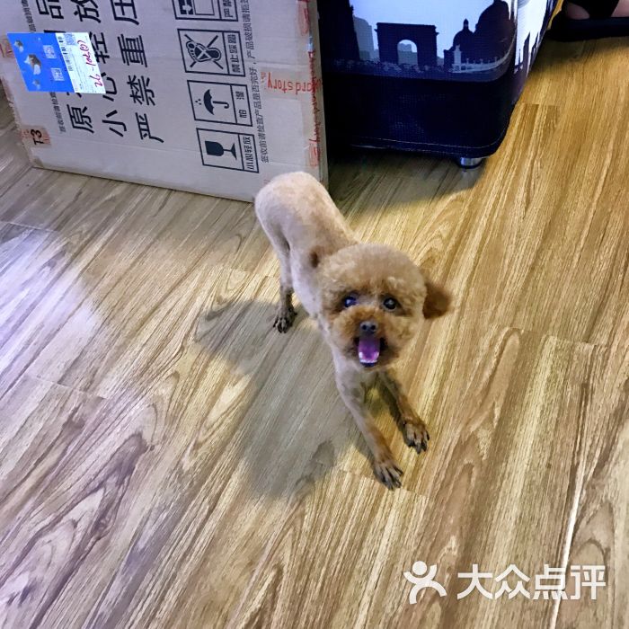 多多宠物店图片 第6张