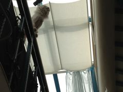 猫女王-Sirena海妖日咖夜酒