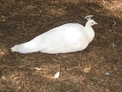 -费瑟代尔野生动物园