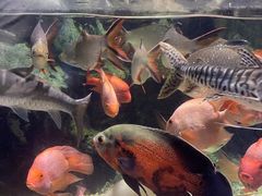 -太平洋海底世界