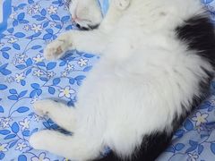 -北京观赏动物医院·24小时大型综合·猫专科·异宠专科