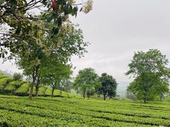 -天门沟九州驿站树上汤泉