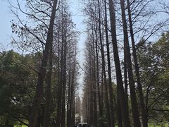-上海滨江森林公园