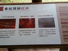 -南宁良凤江国家森林公园