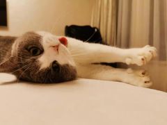 -东方名猫馆·英短金渐层布偶猫舍(环线广场1号楼店)