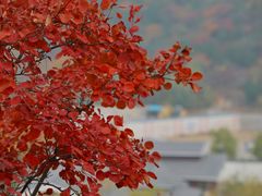-唐指山风景区