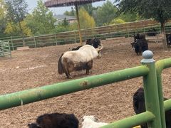 -青藏高原野生动物园