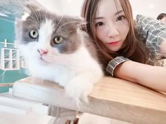 -飞行喵MR PILOT|猫舍·猫咖(静安大融城店)