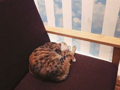 -猫的天空之城概念书店(杭州南宋御街店)