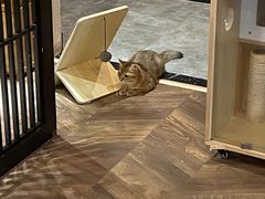 -蓝鲸·缅因猫舍