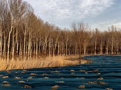 -东郊湿地公园