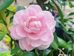 -深圳国际园林花卉博览园