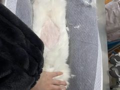 -瑞派名望志远动物医院·猫科·內科·异宠专科(直港大道店)