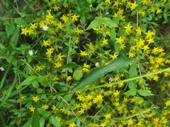 -鲁山国家森林公园