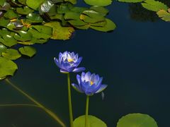 -国家植物园南园