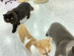 -喵园·猫主题咖啡厅·撸猫·猫咖(国贸店)