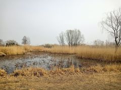 -大兴滨河森林公园