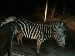 -清迈夜间动物园