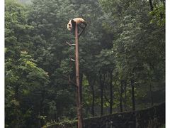 -都江堰中华大熊猫苑