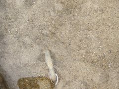 -北戴河东海水浴场