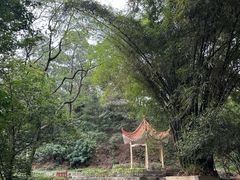 -三水森林公园
