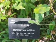 -深圳仙湖植物园