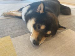 -南京Hallo宠物乐园·哈罗犬舍·柴犬繁育基地