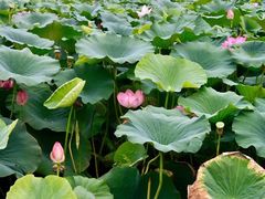 -沈阳鸟岛
