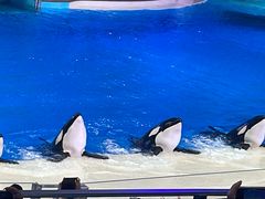 -珠海长隆海洋王国