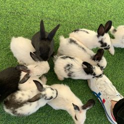 -萌宠亲子动物乐园(槐房万达店)