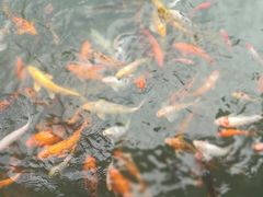 -苏苑饭店-中餐厅(长桥地区店)