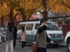 -三里屯东五街银杏大道
