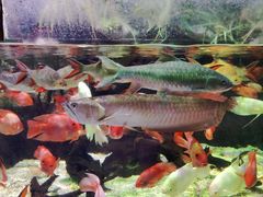 -太平洋海底世界